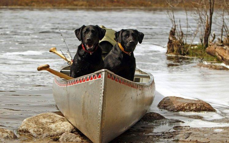 dog, Animals, Boat, River HD Wallpaper Desktop Background