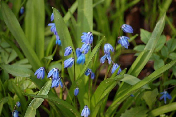 flowers, Blue Flowers HD Wallpaper Desktop Background