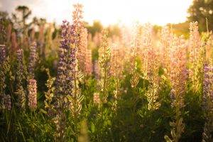 flowers, Nature, Sunlight, Lavender