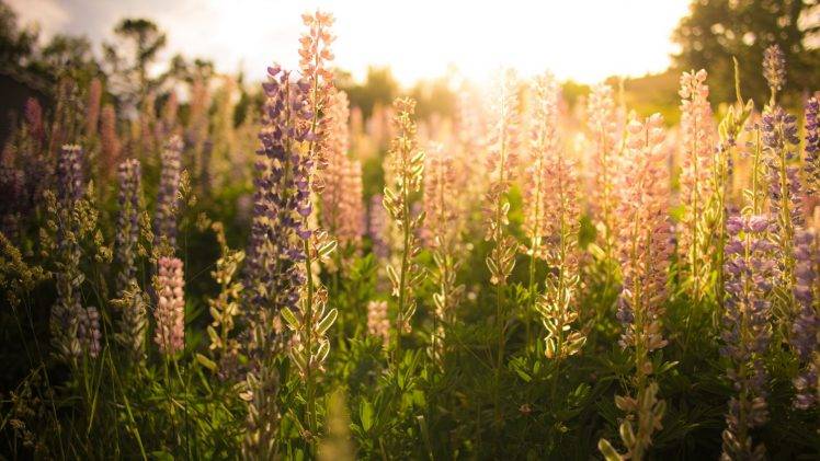 flowers, Nature, Sunlight, Lavender HD Wallpaper Desktop Background