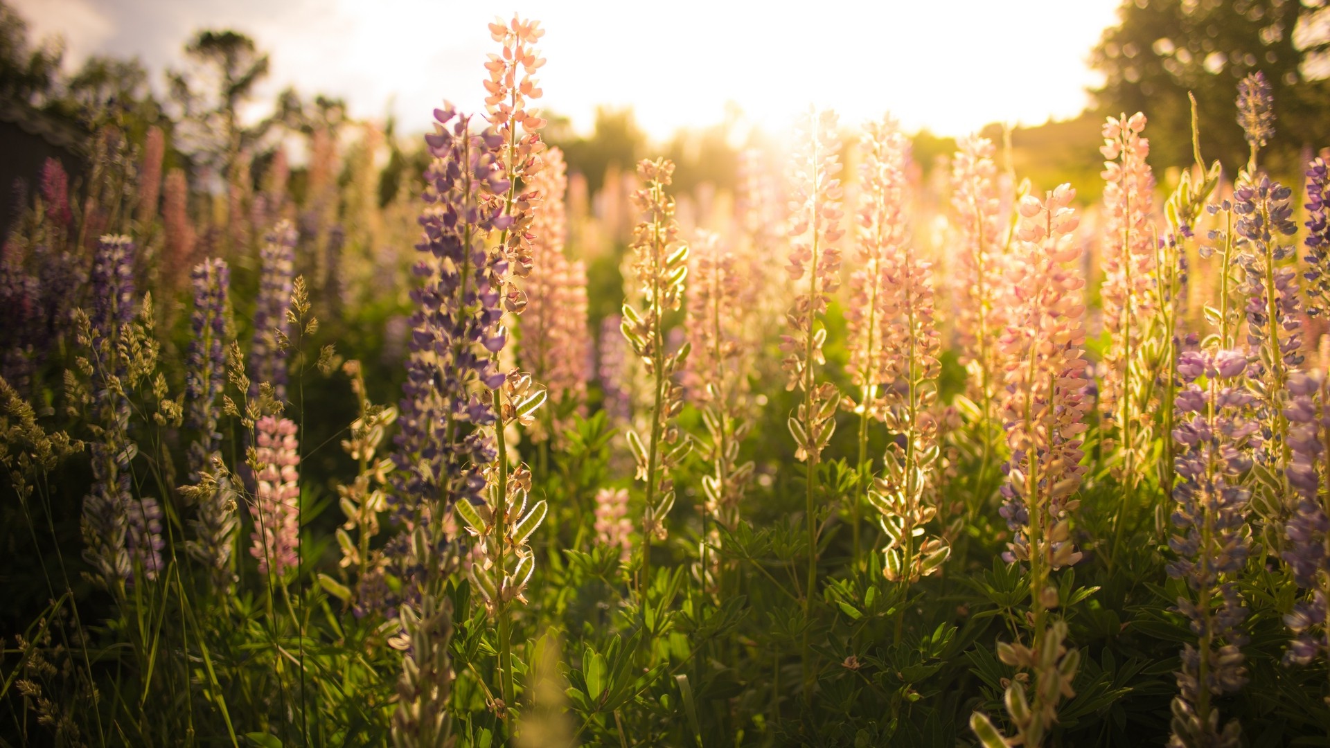 flowers, Nature, Sunlight, Lavender Wallpaper