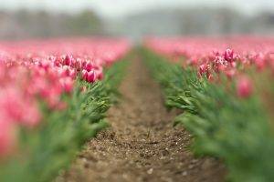 tilt Shift, Tulips, Flowers, Path
