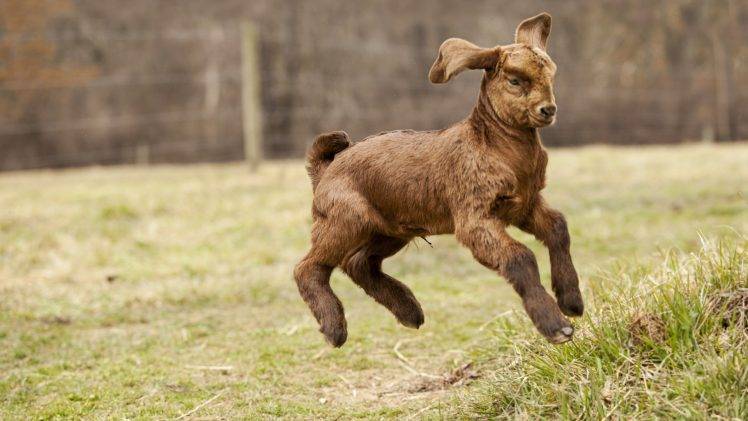 animals, Goats, Baby Animals HD Wallpaper Desktop Background
