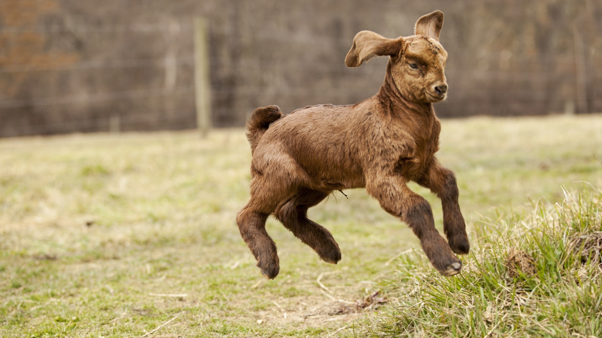 animals, Goats, Baby Animals Wallpaper