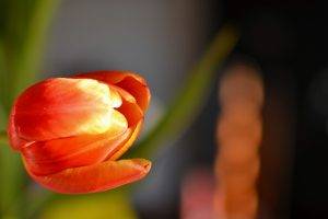 flowers, Tulips, Orange Flowers