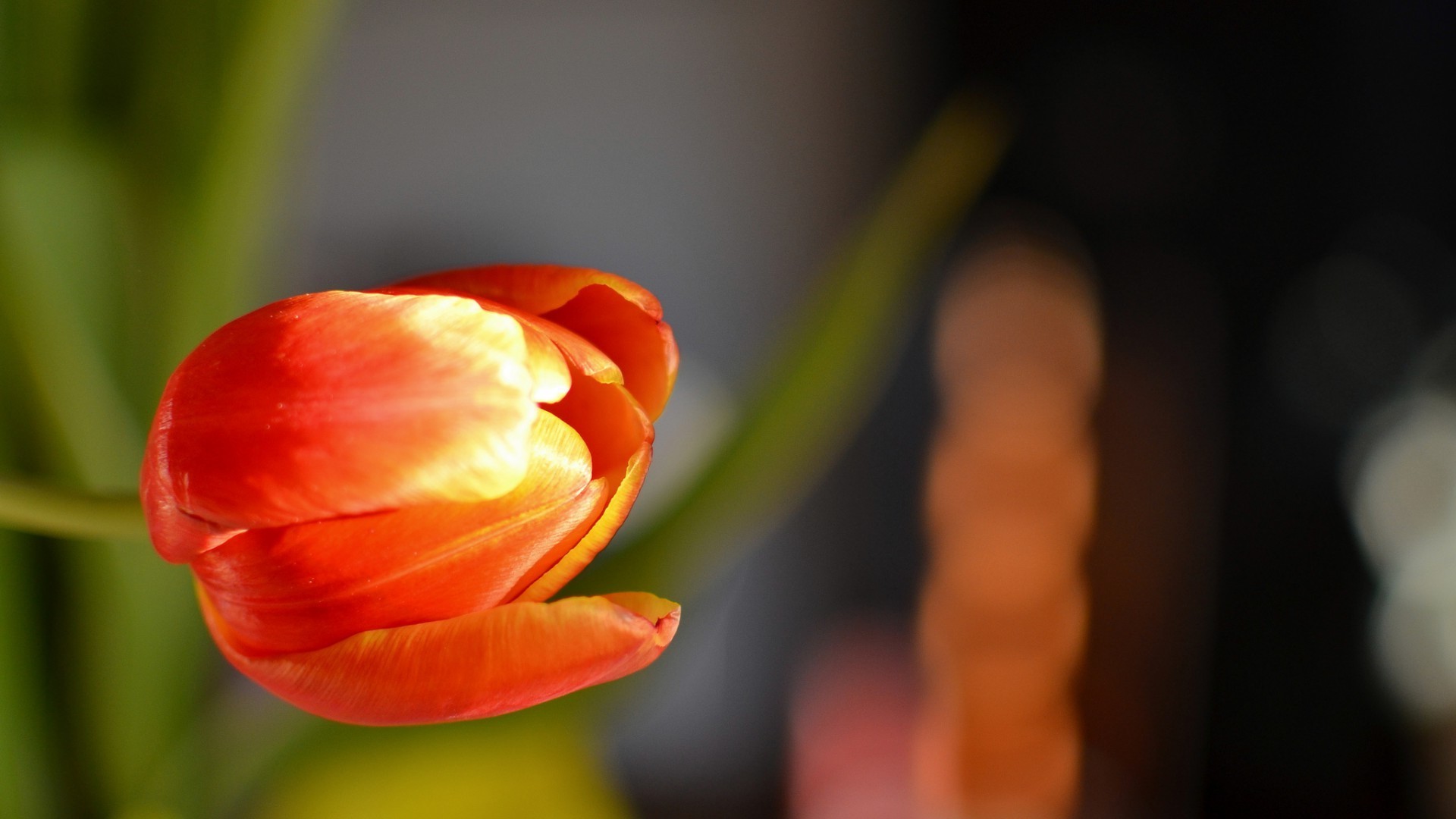 flowers, Tulips, Orange Flowers Wallpaper