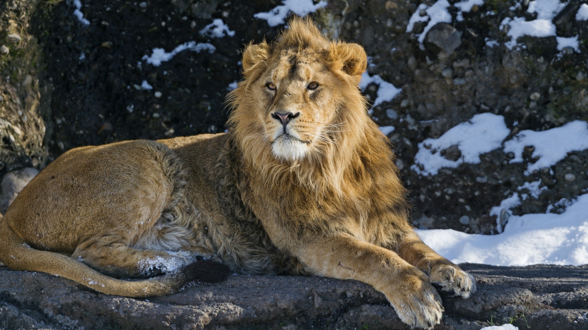 animals, Lion Wallpaper