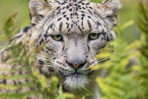 snow Leopards, Animals, Leopard