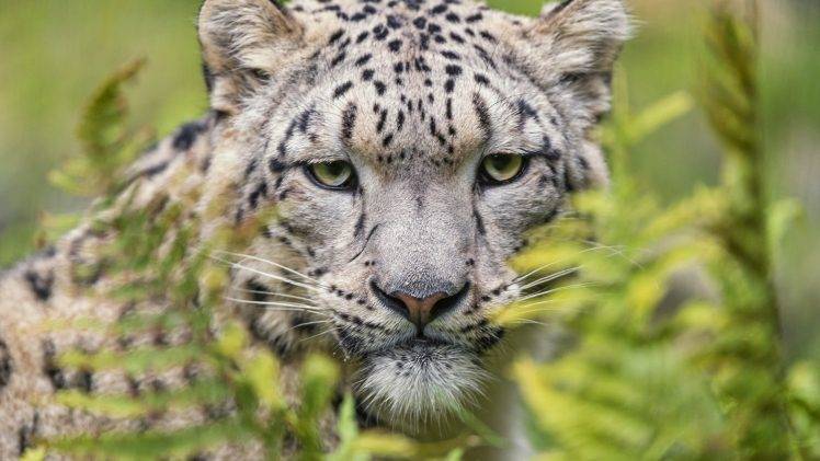 snow Leopards, Animals, Leopard HD Wallpaper Desktop Background