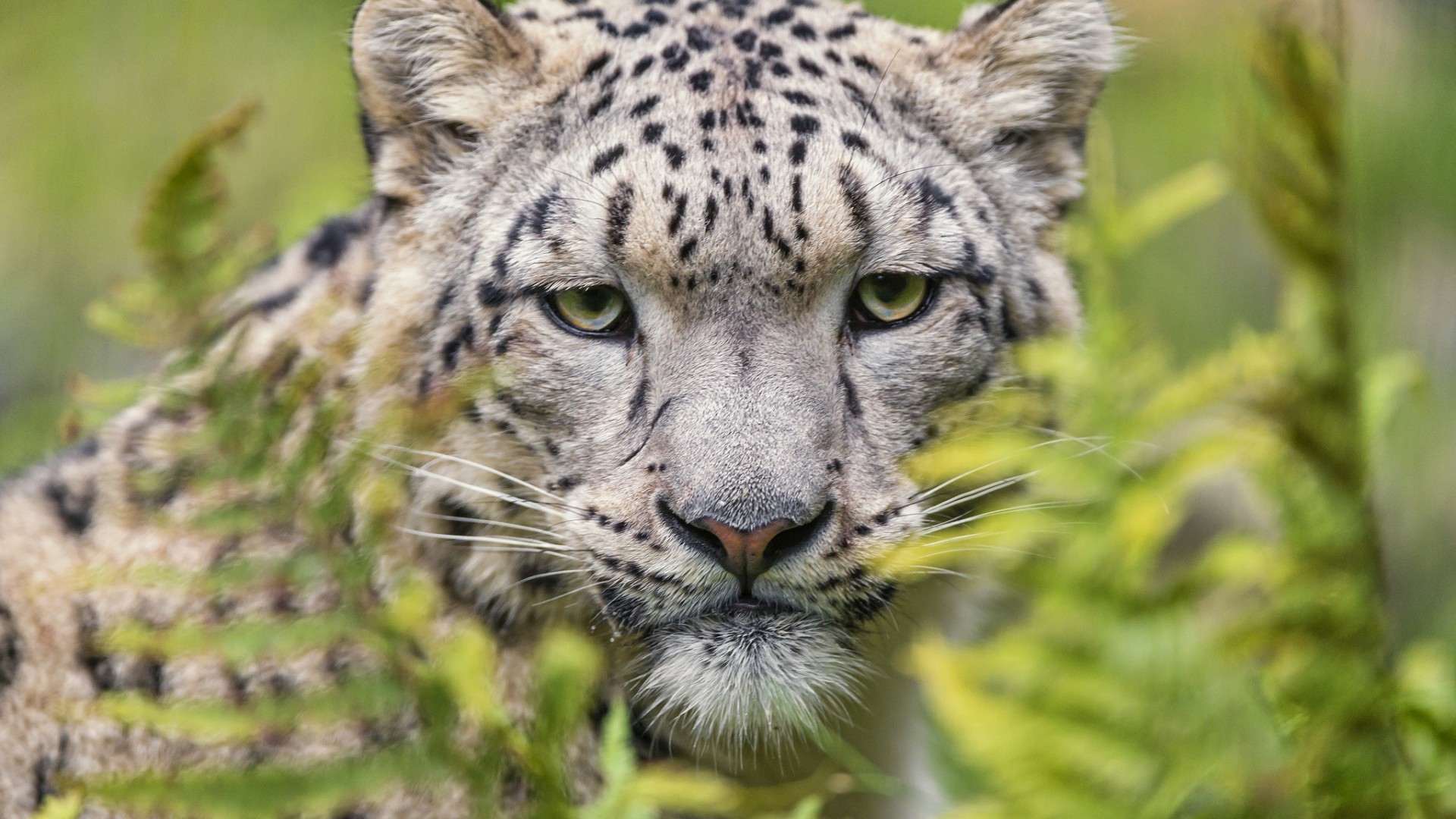 snow Leopards, Animals, Leopard Wallpaper