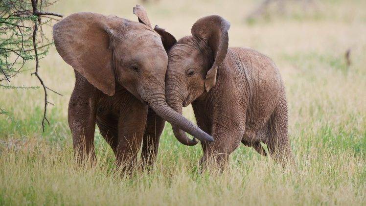 baby Animals, Animals, Elephants HD Wallpaper Desktop Background