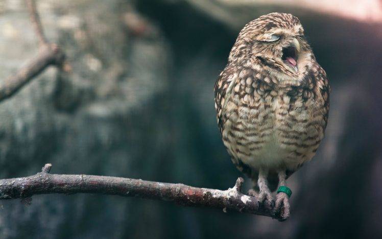 owl, Animals, Birds, Yawning HD Wallpaper Desktop Background