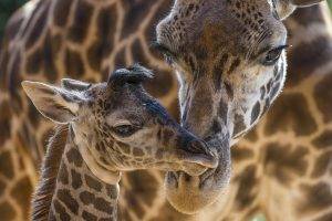 animals, Giraffes, Baby Animals