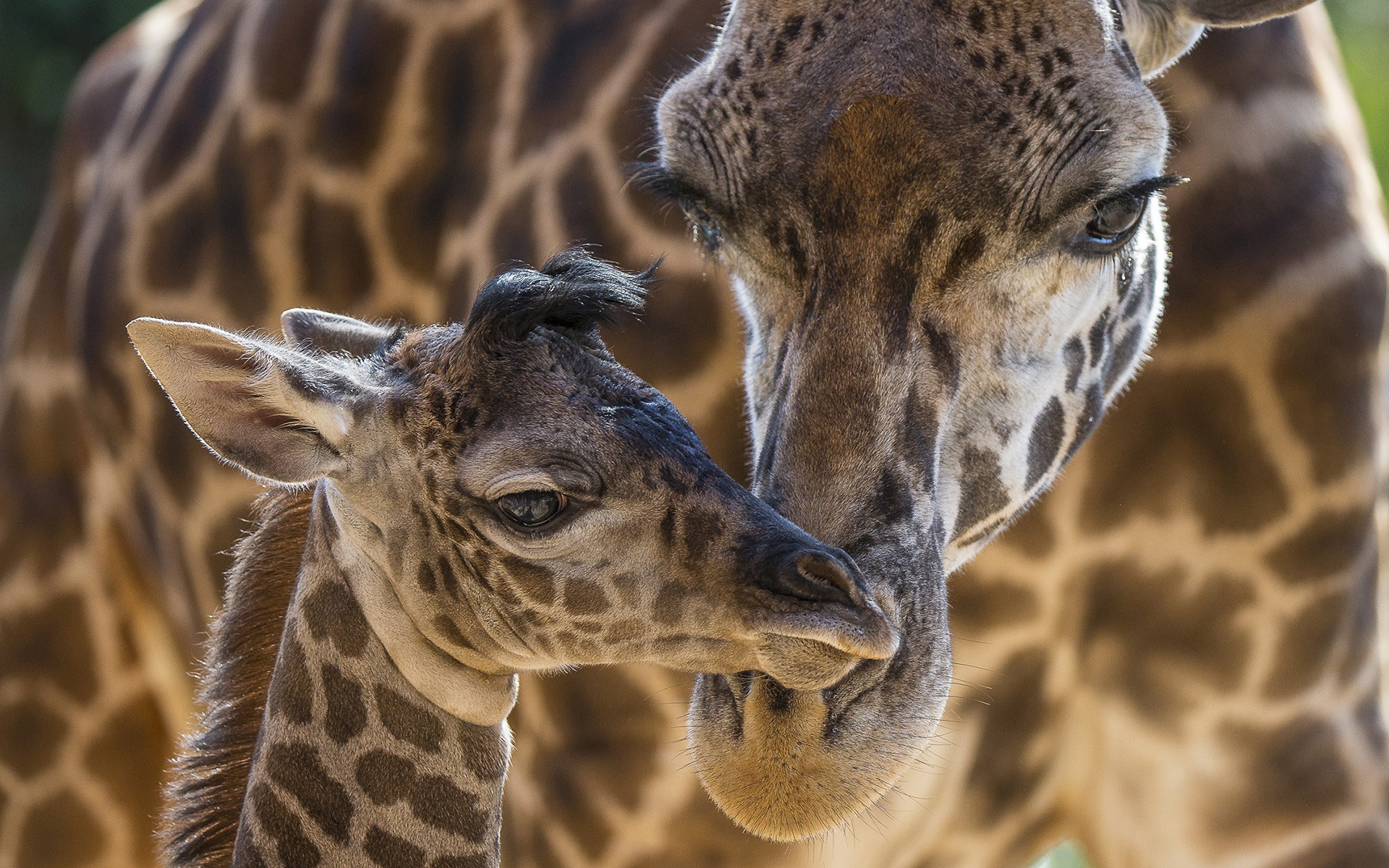 animals, Giraffes, Baby Animals Wallpaper
