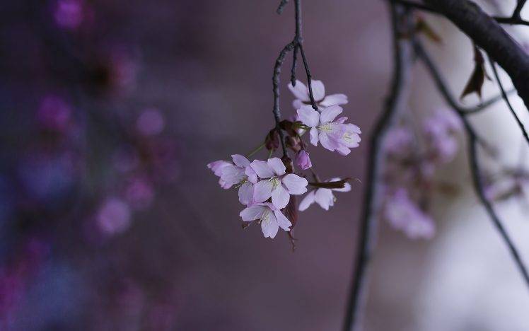 flowers, Nature, Twigs, Depth Of Field, White Flowers HD Wallpaper Desktop Background