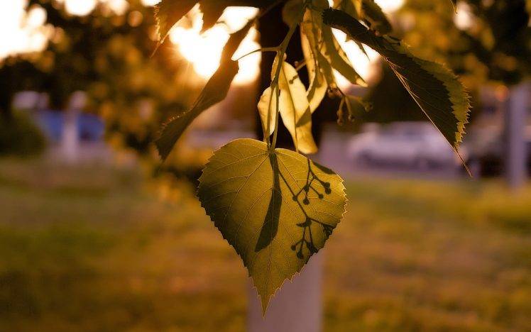 leaves, Sunlight, Depth Of Field, Nature, Bokeh HD Wallpaper Desktop Background