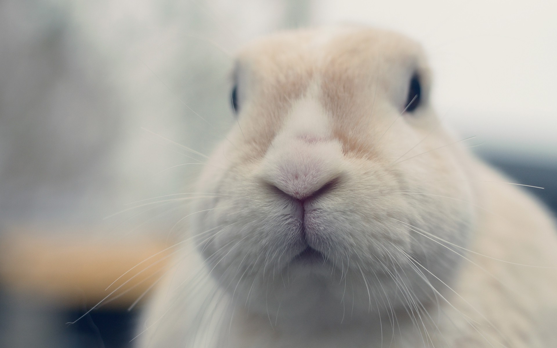 rabbits, Animals Wallpaper