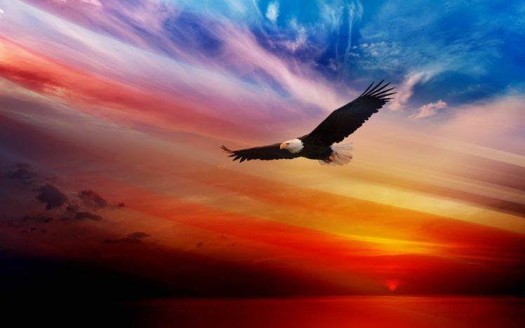 animals, Eagle, Sunset, Bald Eagle, Birds HD Wallpaper Desktop Background