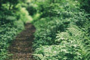 nature, Forest, Ferns, Path, Depth Of Field