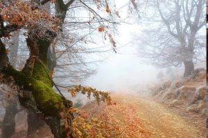 nature, Mist