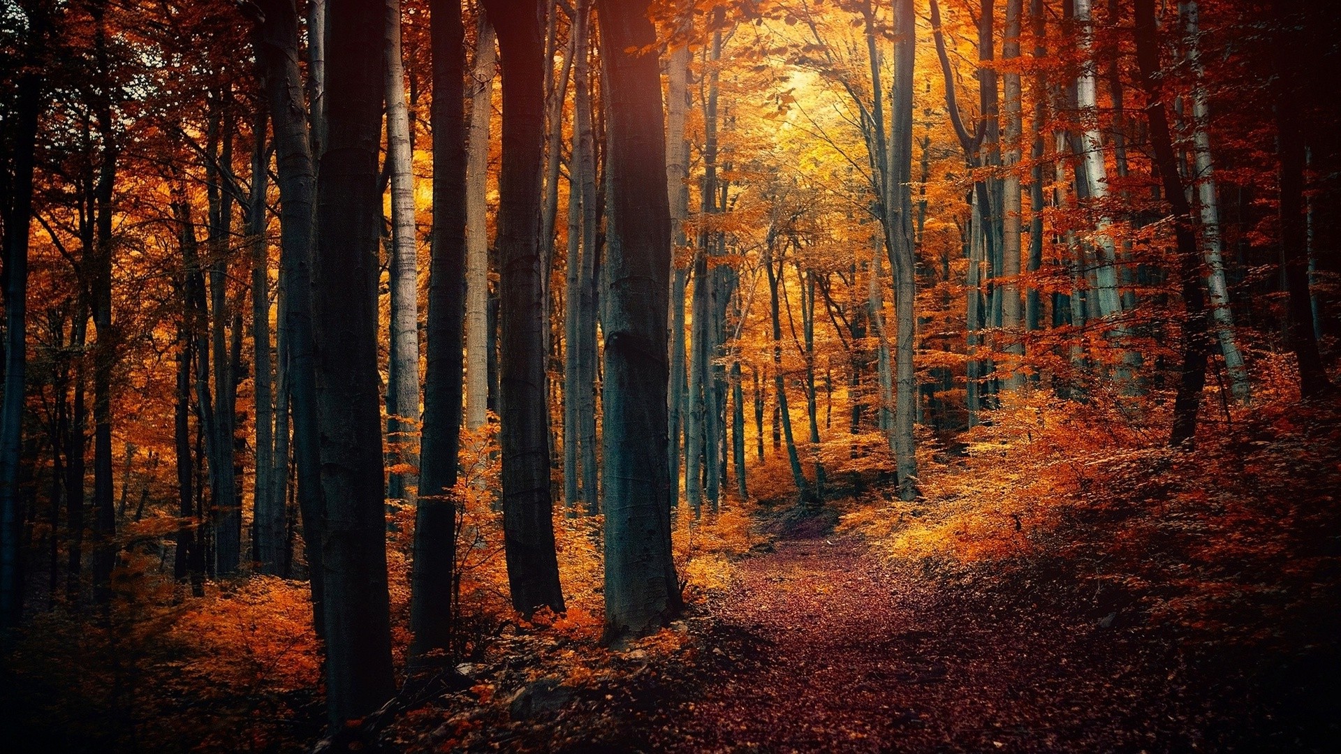 nature Wallpaper