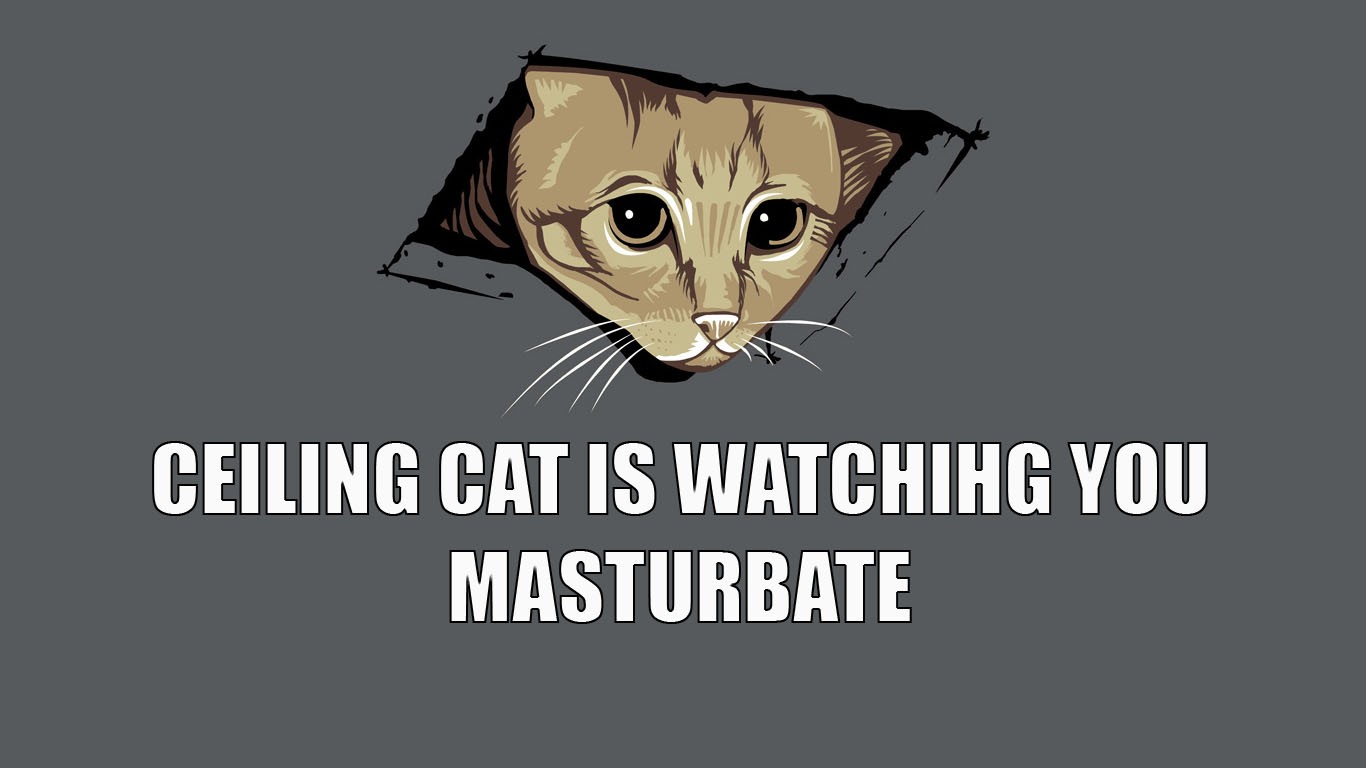 memes, Cat, Dark Humor Wallpapers HD / Desktop and Mobile ...