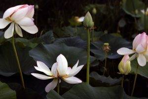 lotus Flowers, Flowers, Pink