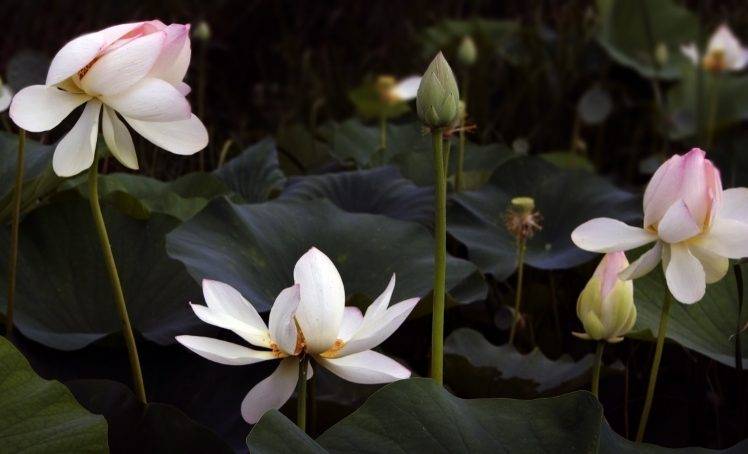 lotus Flowers, Flowers, Pink HD Wallpaper Desktop Background
