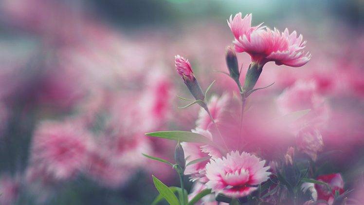 flowers, Nature, Pink Flowers HD Wallpaper Desktop Background