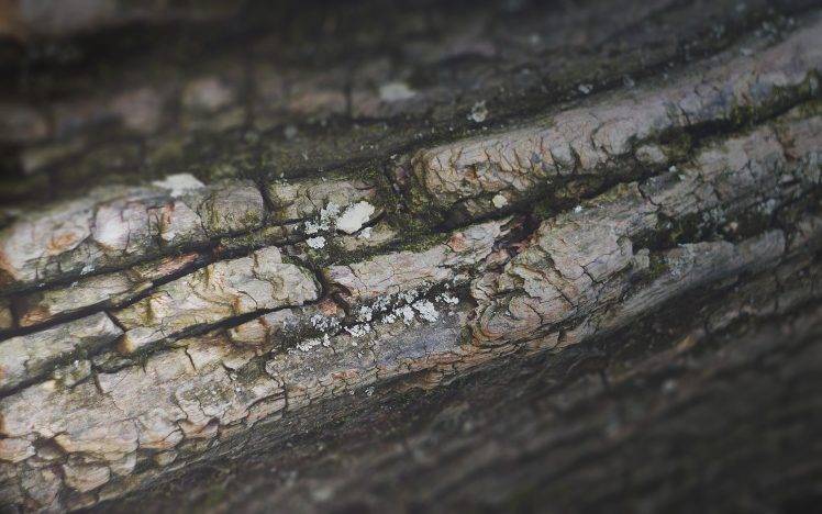 nature, Trees, Wood, Bark HD Wallpaper Desktop Background