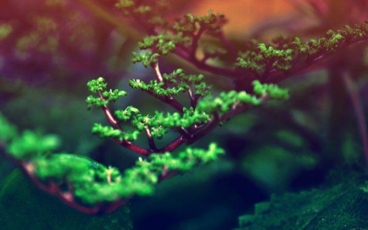 nature, Plants, Bonsai, Depth Of Field HD Wallpaper Desktop Background