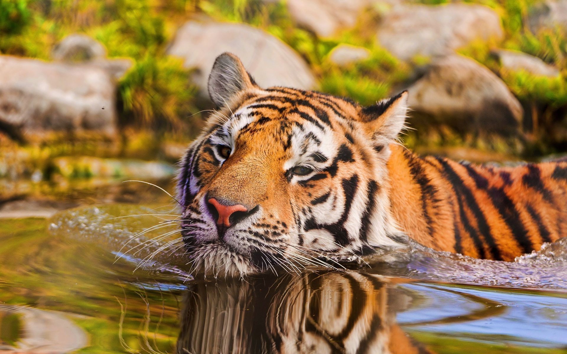 animals, Water, Tiger Wallpaper