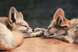 fox, Baby Animals, Animals, Sleeping