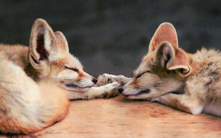 fox, Baby Animals, Animals, Sleeping HD Wallpaper Desktop Background