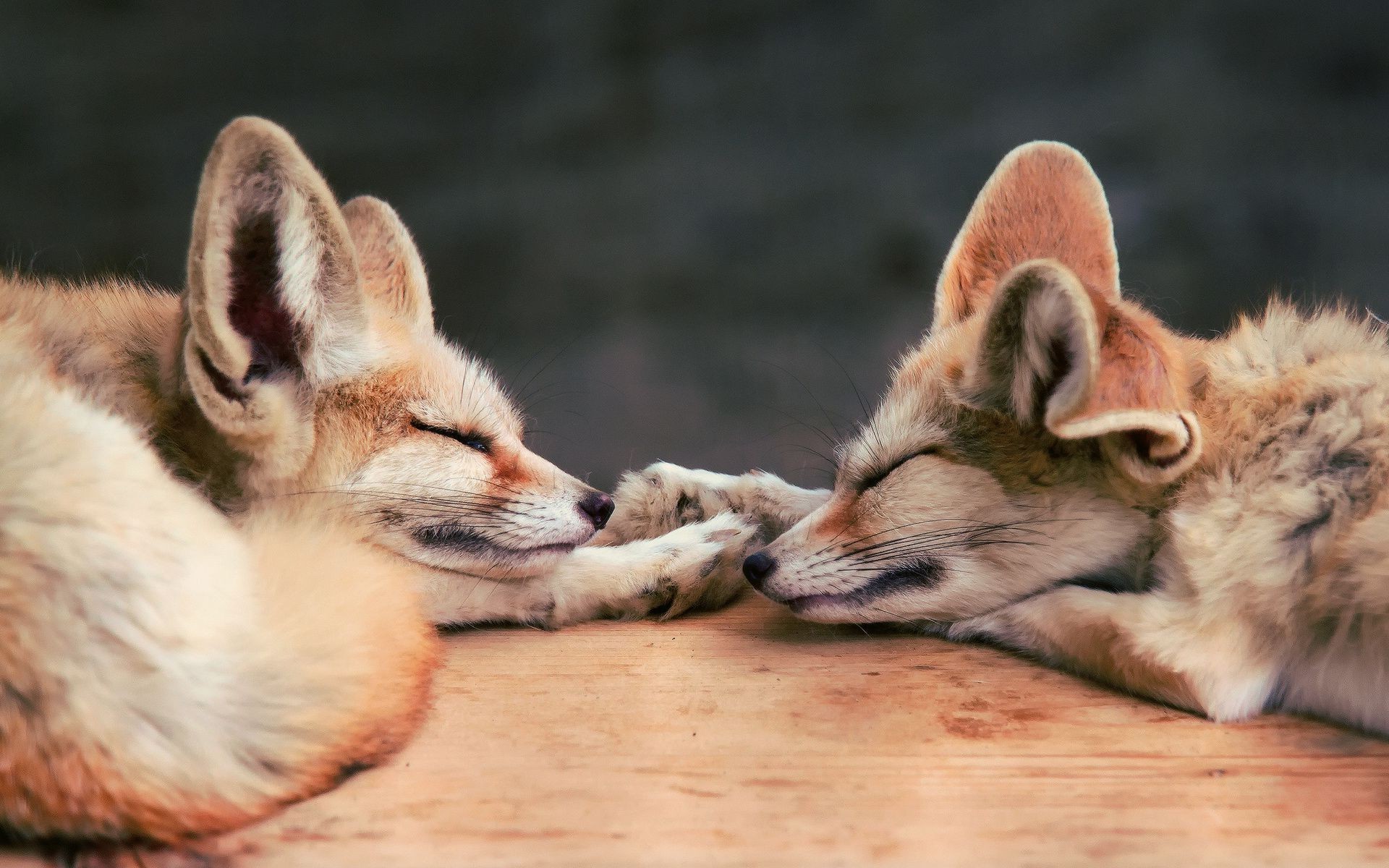 fox, Baby Animals, Animals, Sleeping Wallpaper