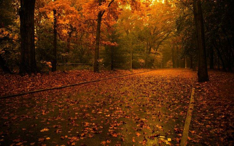 road, Leaves, Nature HD Wallpaper Desktop Background