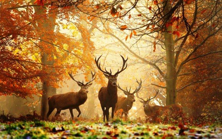 deer, Nature, Animals HD Wallpaper Desktop Background