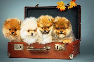dog, Suitcases, Leaves, Animals