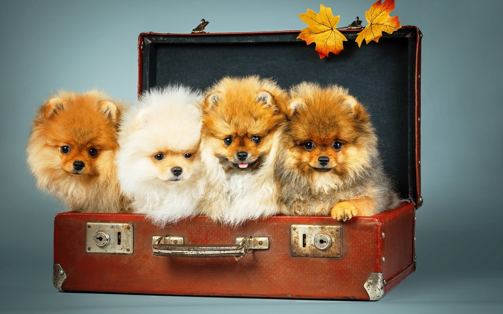 dog, Suitcases, Leaves, Animals Wallpaper