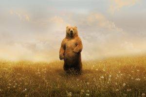 artwork, Bears, Animals, Dandelion