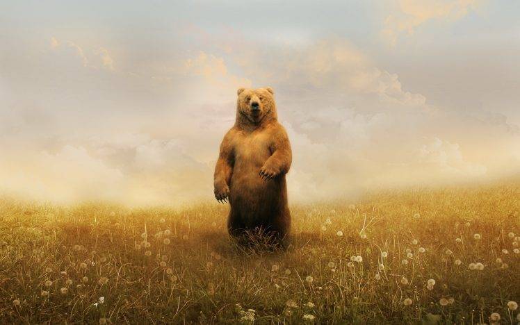 artwork, Bears, Animals, Dandelion HD Wallpaper Desktop Background