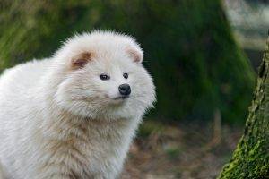 arctic Fox, Animals, Depth Of Field