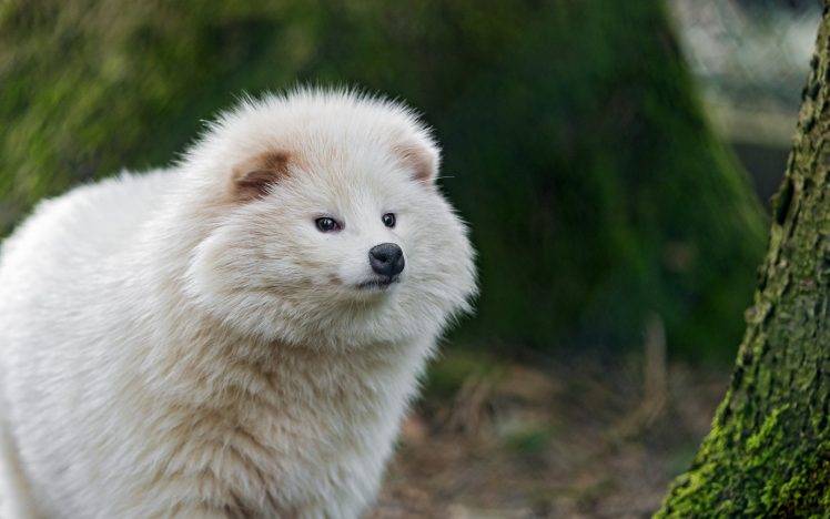 arctic Fox, Animals, Depth Of Field HD Wallpaper Desktop Background