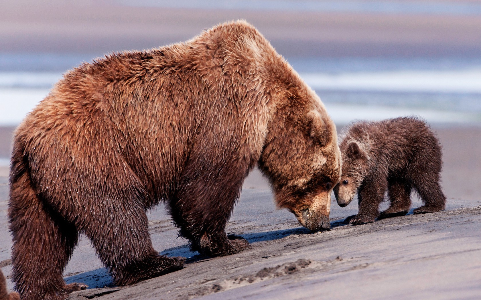 bears, Animals Wallpaper