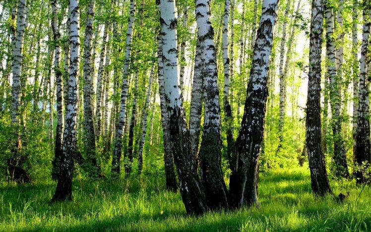 forest, Nature, Birch HD Wallpaper Desktop Background