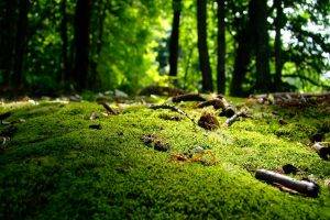 moss, Nature