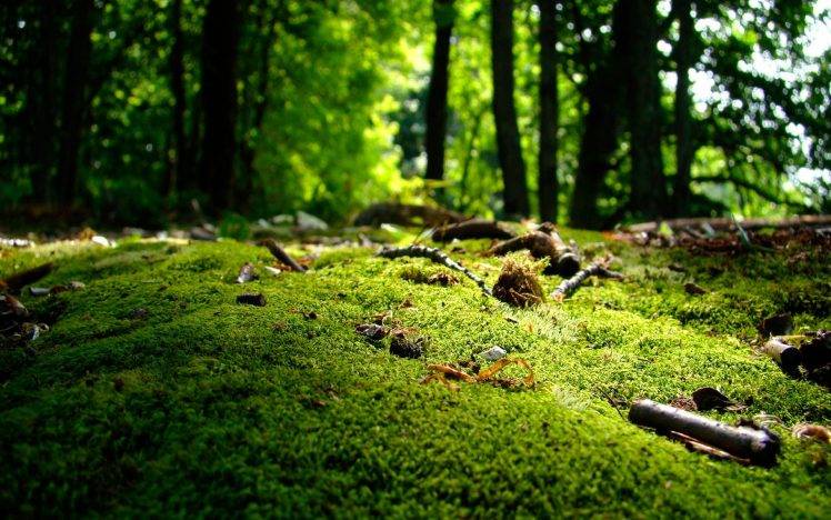 moss, Nature HD Wallpaper Desktop Background
