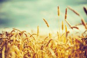 nature, Photography, Wheat, Crops