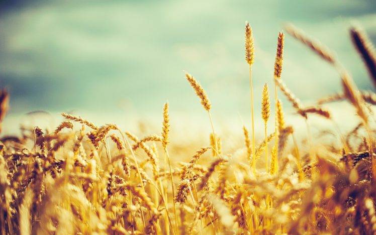 nature, Photography, Wheat, Crops HD Wallpaper Desktop Background