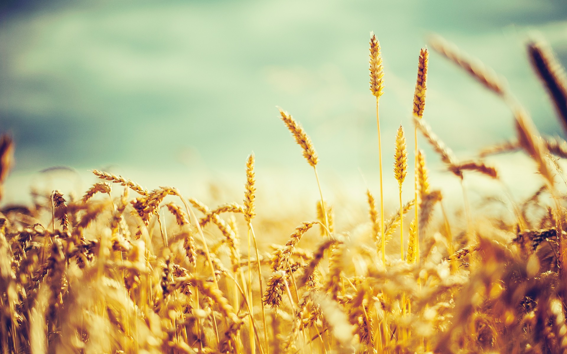 nature, Photography, Wheat, Crops Wallpaper